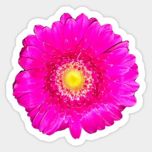 Single intensely bright neon pink daisy close up - summer summer summer ! Sticker